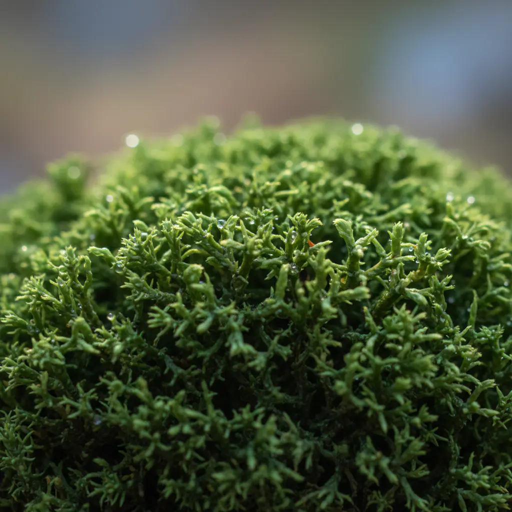 Close up macro shot of vibrant green preserved reindeer moss